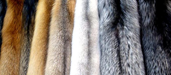 Krzneni plašči iz srebrne lisice: modni modeli sezone